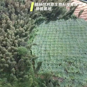 恒利原南邊山羅漢果種植基地